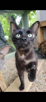 Moon Beam -  Domestic Short Hair Cat for Adoption in Grand Rapids, Michigan - Moon Beam | PetCurious