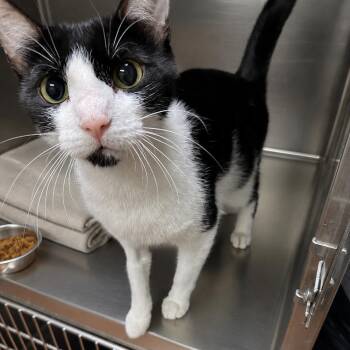 Momma Ozzie -  Domestic Short Hair Cat for Adoption in Milan, Illinois - Momma Ozzie | PetCurious