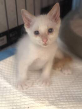 Wiley Creamer -  Siamese Cat for Adoption in Los Angeles, California - Wiley Creamer | PetCurious