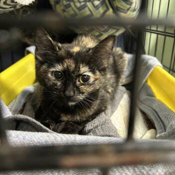 Tortoiseshell Cats Available for Adoption - Tortie Kitten Female | PetCurious