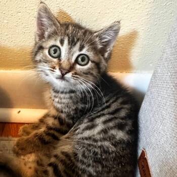 Flora -  Domestic Short Hair Cat for Adoption in Reeseville, Wisconsin - Flora | PetCurious