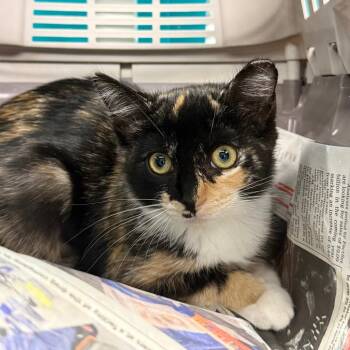 Cara -  Domestic Short Hair Cat for Adoption - Cara | PetCurious