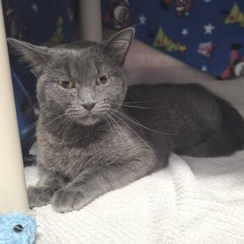 Domestic Short Hair Cats Available for Adoption - Lily Of The Valley | PetCurious