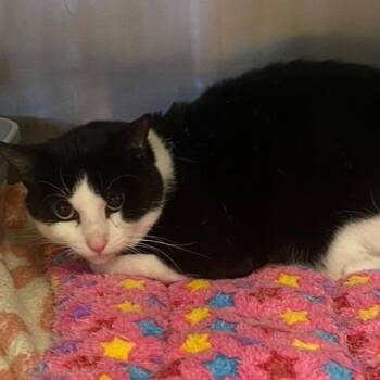 Bilbo -  Domestic Short Hair Cat for Adoption in Chehalis, Washington - Bilbo | PetCurious
