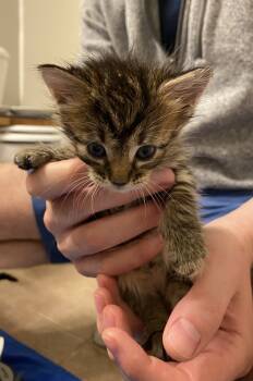 Rescue Domestic Short Hair and Tabby Cats for Adoption in Poplar Grove, Illinois - Pepsi | PetCurious