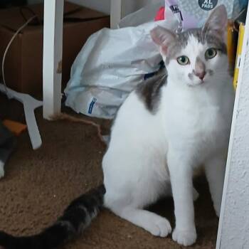 Stormy -  Domestic Short Hair Cat Available for Adoption in Garden Grove, California - Stormy | PetCurious