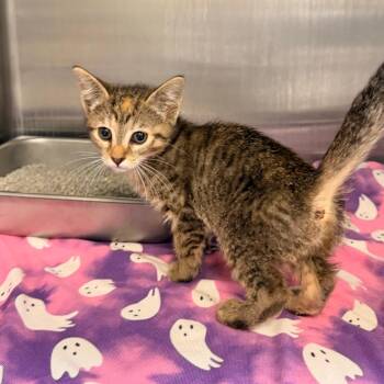 Teddi -  Domestic Short Hair Cat for Adoption in Indianapolis, Indiana - Teddi | PetCurious