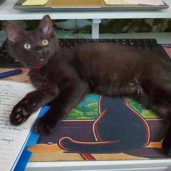 Jack Benny (AKA Benny) -  Domestic Short Hair Cat for Adoption in Richmond, Virginia - Jack Benny (AKA Benny) | PetCurious