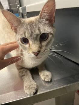 Topaz -  Domestic Short Hair Cat for Adoption in Cincinnati, Ohio - Topaz | PetCurious