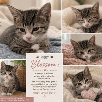Blossom -  Domestic Short Hair Cat for Adoption in Bentonville, Arkansas - Blossom | PetCurious