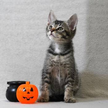 Lila -  Domestic Short Hair Cat for Adoption in Redwood City, California - Lila | PetCurious