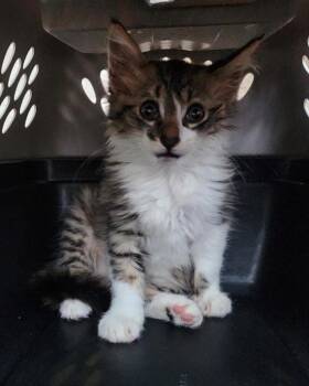 Found stray: Rowan -  Domestic Long Hair Cat for Adoption in Rockwall, Texas - Found Stray: Rowan | PetCurious