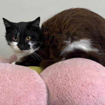Domestic Long Hair Cats Available for Adoption - Magpie | PetCurious