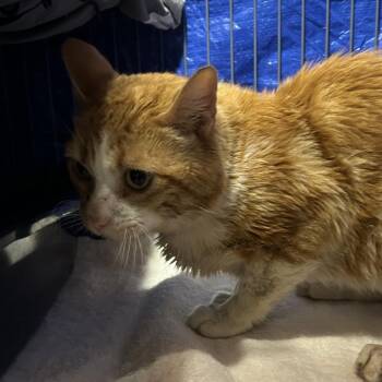 Oscar -  Domestic Short Hair Cat for Adoption in Midland, Texas - Oscar | PetCurious
