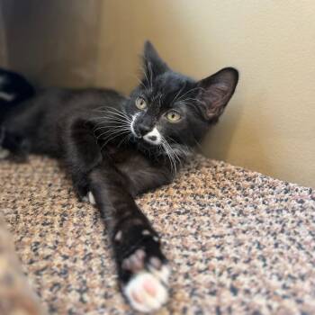 Foomanchu -  Domestic Short Hair Cat for Adoption in Burnaby, British Columbia - Foomanchu | PetCurious