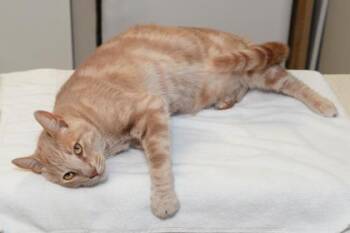 Leo -  Domestic Short Hair Cat Available for Adoption in Baton Rouge, Louisiana - Leo | PetCurious
