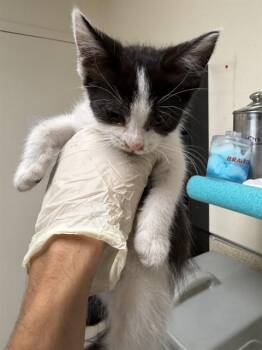 TUXEDO -  Domestic Short Hair Cat for Adoption in Riverside, California - TUXEDO | PetCurious