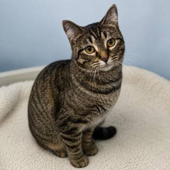 Joni -  Domestic Short Hair Cat for Adoption in Pittsfield, Illinois - Joni | PetCurious