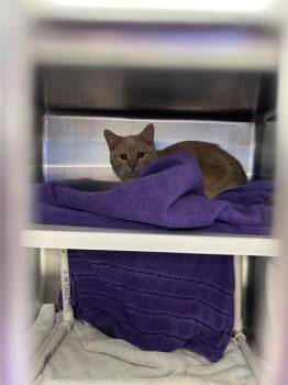 SPOTS -  Domestic Medium Hair and Domestic Short Hair Cat for Adoption in Omaha, Nebraska - SPOTS | PetCurious