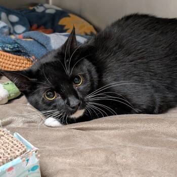 Elvira -  Domestic Short Hair Cat for Adoption in Titusville, Florida - Elvira | PetCurious