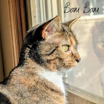 Rescue Domestic Short Hair Cats for Adoption in Janesville, Wisconsin - Bam Bam | PetCurious