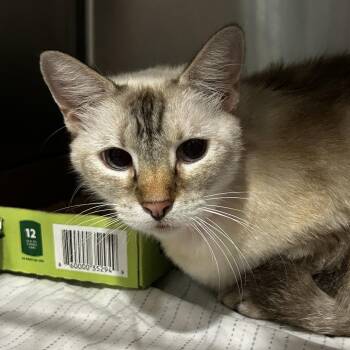 Granny Goose Egg -  Domestic Short Hair Cat for Adoption in Chattanooga, Tennessee - Granny Goose Egg | PetCurious