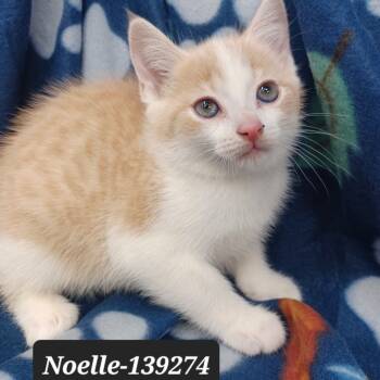 Rescue Domestic Short Hair Cats for Adoption in New Tazewell, Tennessee - Noelle | PetCurious