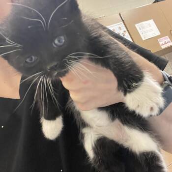 Barb -  Domestic Short Hair Cat for Adoption in Bristol, Indiana - Barb | PetCurious