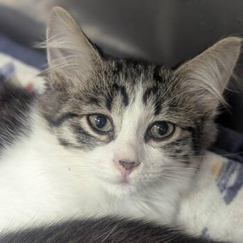 Bug -  Domestic Medium Hair Cat for Adoption in Fenton, Michigan - Bug | PetCurious