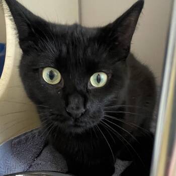 Rosalina -  Domestic Short Hair Cat for Adoption in Burlington, Ontario - Rosalina | PetCurious