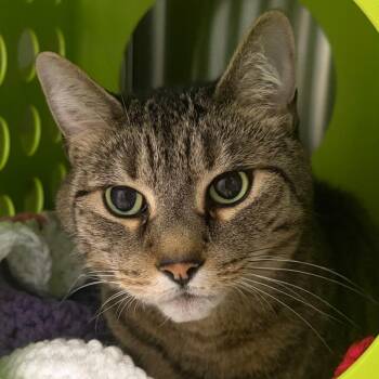 Big Papa Pepperoni -  Domestic Short Hair Cat for Adoption in Middletown, Rhode Island - Big Papa Pepperoni | PetCurious