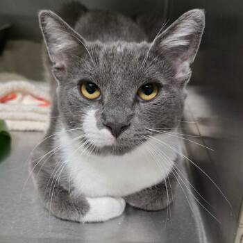 Domestic Short Hair Cats Available for Adoption in Spokane, Washington - Smudge | PetCurious