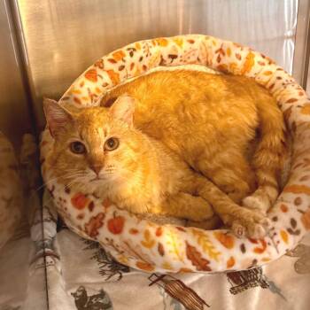 Domestic Short Hair Cats Available for Adoption in Belleville, Illinois - Potato Pancake | PetCurious