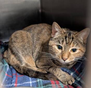 Tabby and Domestic Short Hair Cats Available for Adoption - Firefly (Spayed) (Photos 2/12/2026 And 5/11/2025) | PetCurious