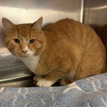 Rescue Domestic Short Hair Cats for Adoption in Elbow Lake, Minnesota - Barney | PetCurious