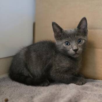 Gelato -  Domestic Short Hair Cat for Adoption in Oakland, California - Gelato | PetCurious