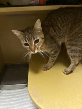 Domestic Short Hair Cats Available for Adoption in West Chester, Pennsylvania - Molly | PetCurious