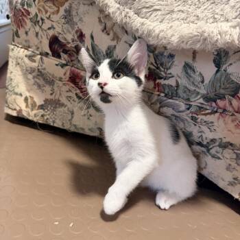 Sketch -  Domestic Short Hair Cat for Adoption in Bel Air, Maryland - Sketch | PetCurious
