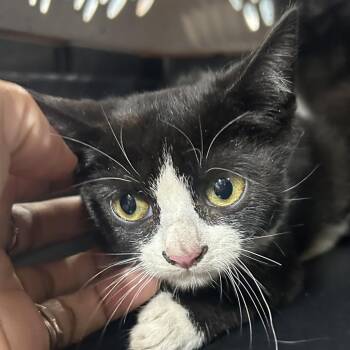 Rene -  Domestic Short Hair Cat for Adoption in Newark, New Jersey - Rene | PetCurious