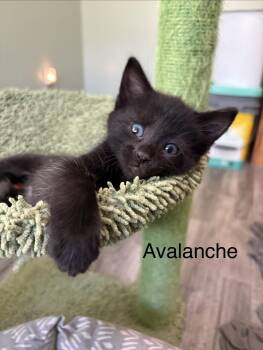 Avalanche -  Domestic Short Hair Cat for Adoption in Geneseo, Illinois - Avalanche | PetCurious