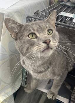 Tipper -  Domestic Short Hair Cat for Adoption in Trenton, New Jersey - Tipper | PetCurious