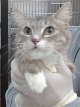 GISELLE -  Domestic Long Hair Cat for Adoption in Salinas, California - GISELLE | PetCurious