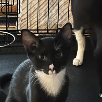 Rescue Domestic Short Hair Cats for Adoption in Manorville, New York - Boo | PetCurious