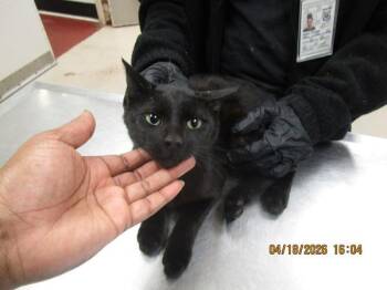 Domestic Short Hair Cats Available for Adoption in Marietta, Georgia - Jagger(648) | PetCurious