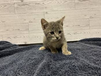 Domestic Short Hair Cats Available for Adoption in Modesto, California - A607866 | PetCurious