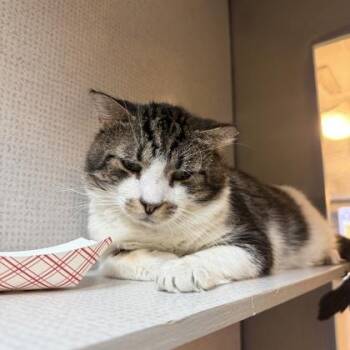 Greg -  Domestic Short Hair Cat for Adoption in Richmond, Virginia - Greg | PetCurious