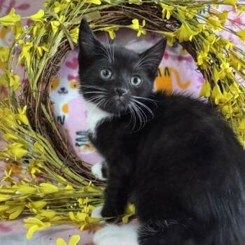 Chicken Noodle -  Domestic Short Hair Cat for Adoption in Toms River, New Jersey - Chicken Noodle | PetCurious