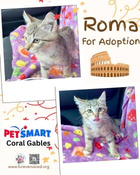 Roma -  Domestic Short Hair Cat for Adoption in Miami, Florida - Roma | PetCurious