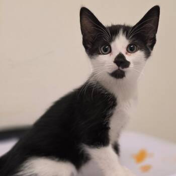 Kimchi -  Domestic Short Hair Cat for Adoption in Phoenix, Arizona - Kimchi | PetCurious