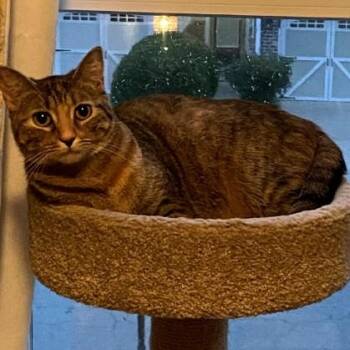 Pop Tart -  Domestic Short Hair Cat for Adoption in Duluth, Georgia - Pop Tart | PetCurious
